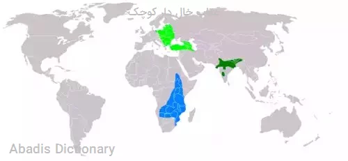 عقاب خال دار کوچک